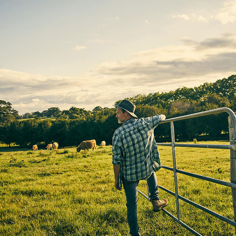 Man overlooking Livestock on Farm